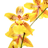 Oncidium